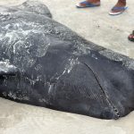 paus pilot (Genus Globicephala) terdampar di pesisir Pantai Mbadokai, Dusun Lolama, Desa Fuafuni, Kecamatan Rote Barat Daya, Kabupaten Rote Ndao,(Foto: Sergius Saul Tobuawen).